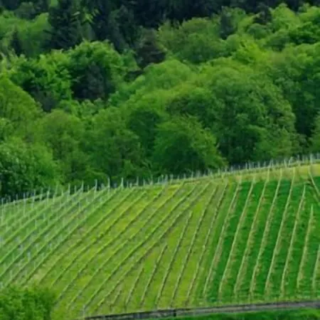 Prinzen 3* Kappelrodeck